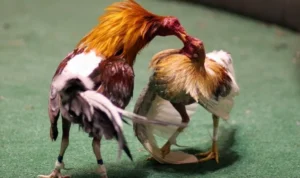 đá gà WS168 tại Goal123