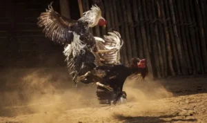 đá gà Sabong tại Goal123