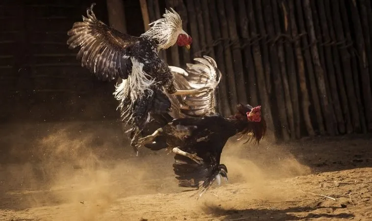 Chinh Phục Đá Gà Sabong Tại Goal123 Với Bí Kíp Thắng Lớn Nhất 1 đá gà Sabong tại Goal123